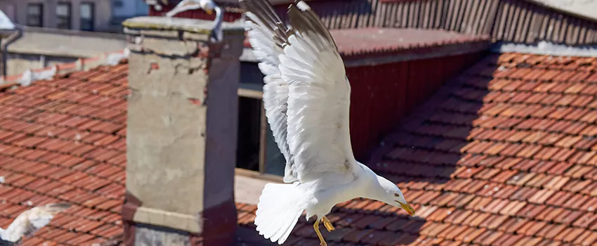 Residential Chimney Animal Removal Solution in Perris, CA